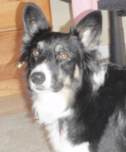 OLYMPUS DIGITAL CAMERA Keebler the McCord Web Services spokesdog.