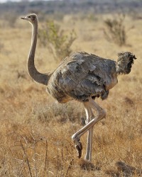 Ostrich