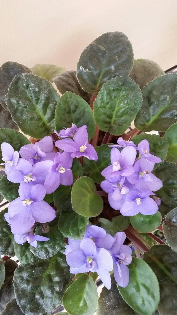 Picture of a blooming violet.